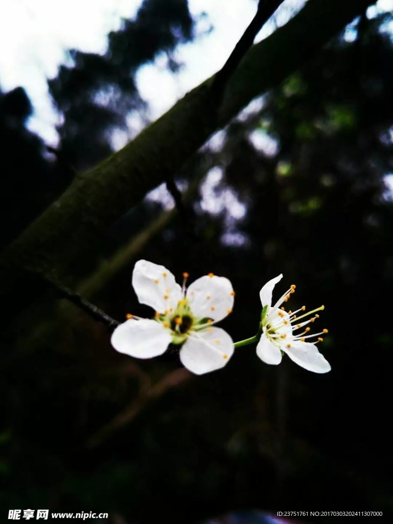 两朵小花