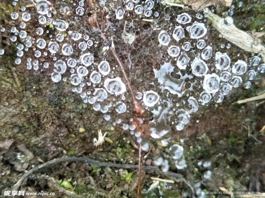 花花