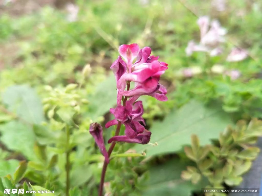 漂亮花