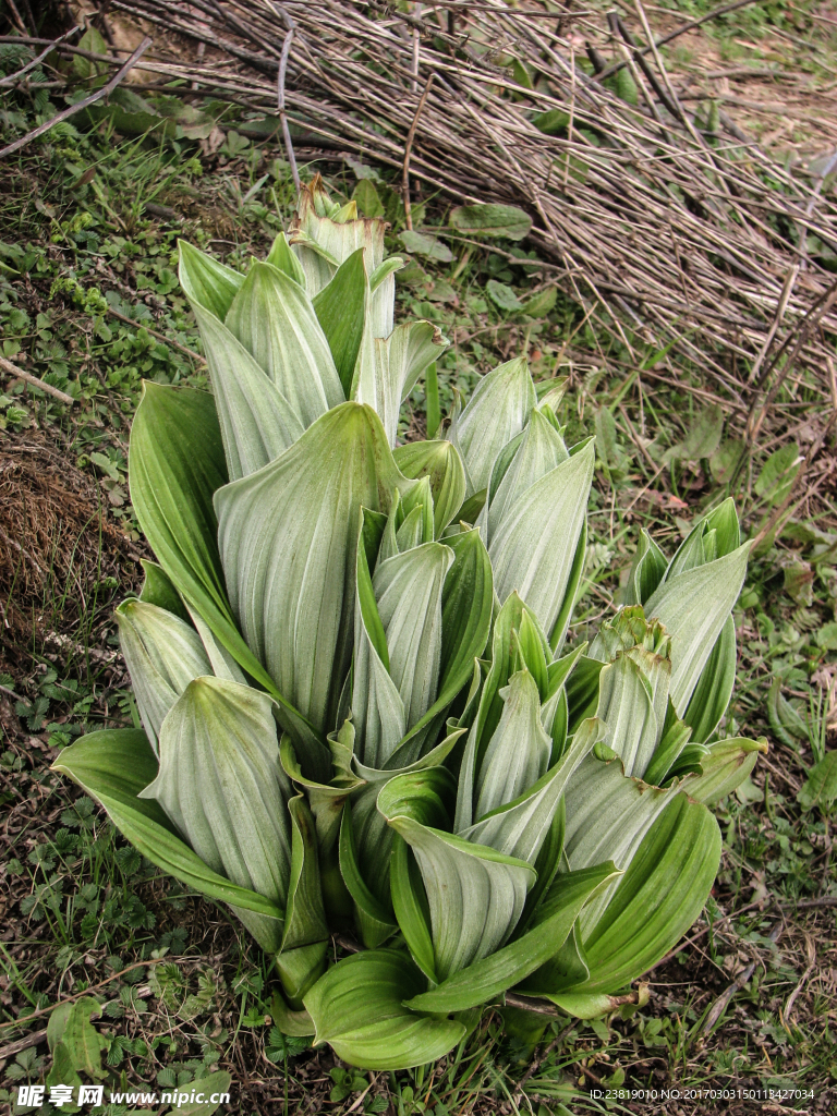 牛背山上无名草