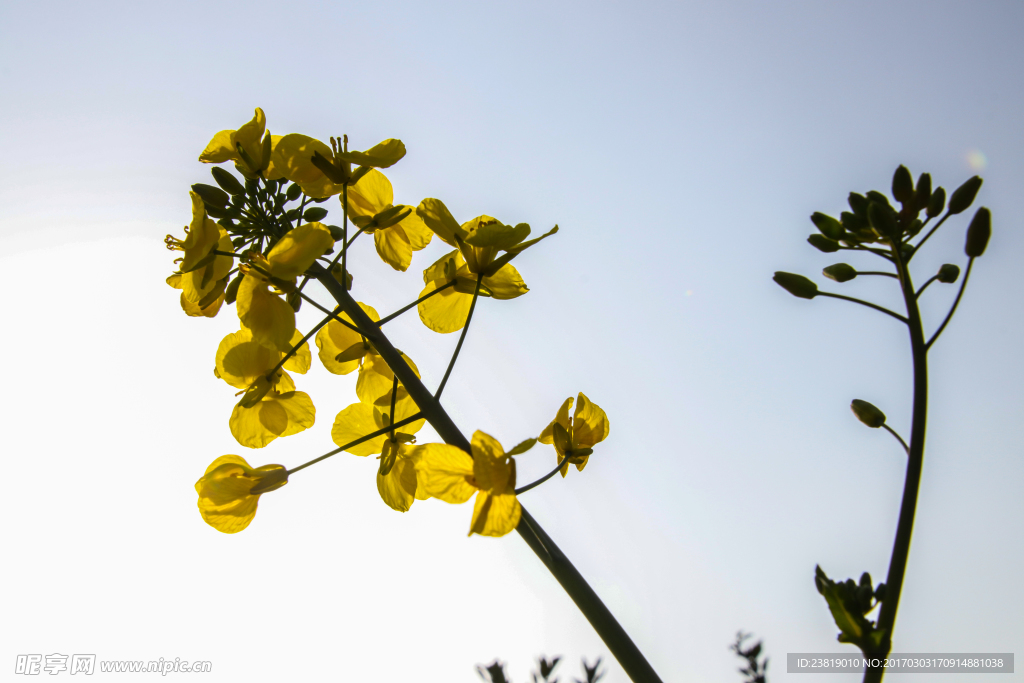 金色菜花