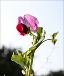 蝴蝶花开