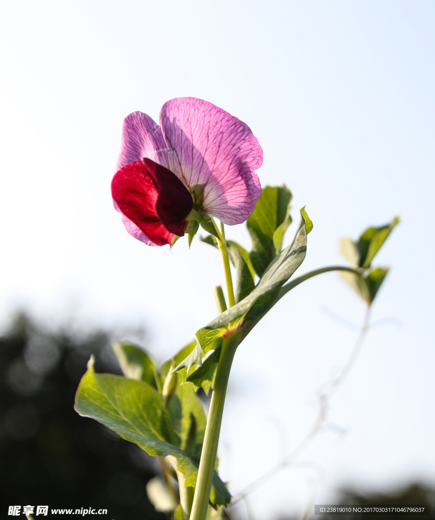 蝴蝶花开