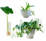 绿植盆栽