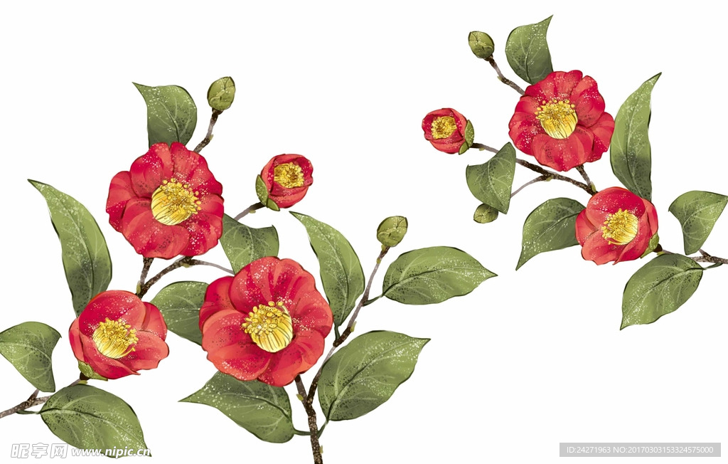 山茶花