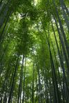 竹林