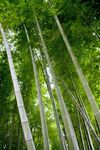 竹林