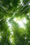 竹林