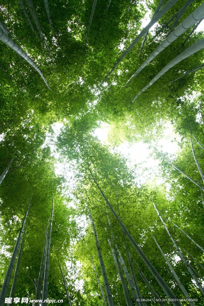竹林