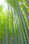 竹林