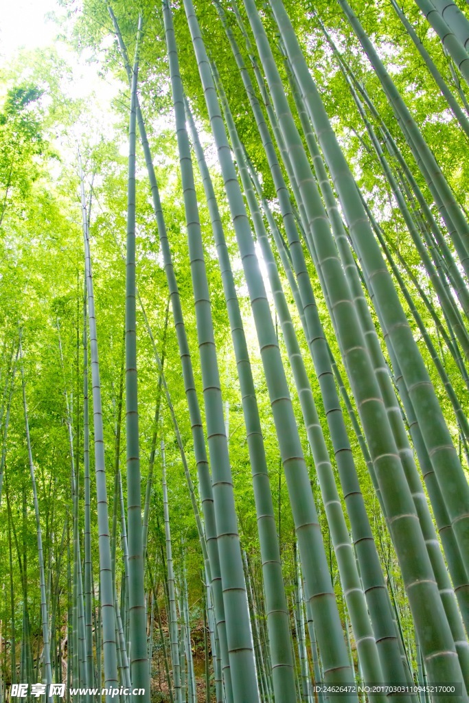 竹林