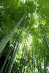 竹林