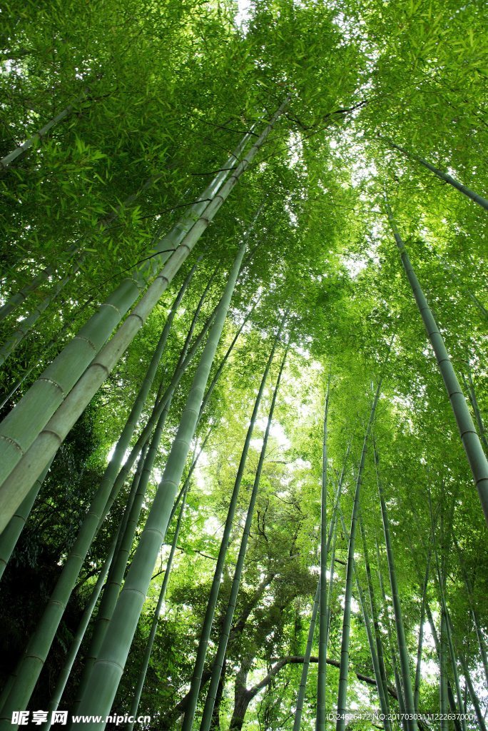 竹林