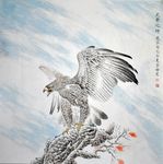 鹰