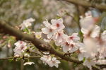 粉色樱花树照片