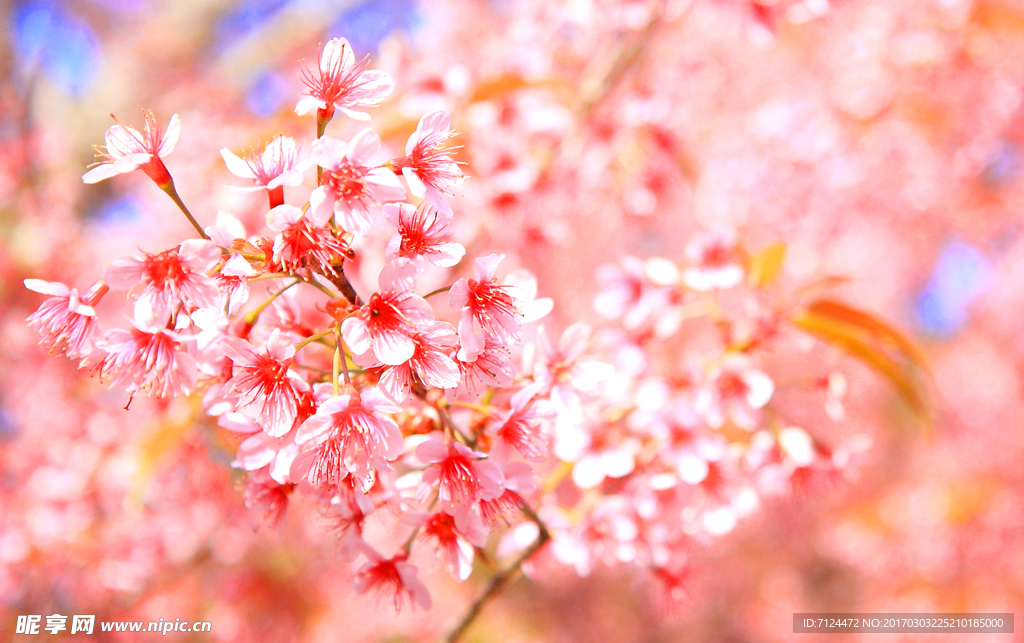 樱花