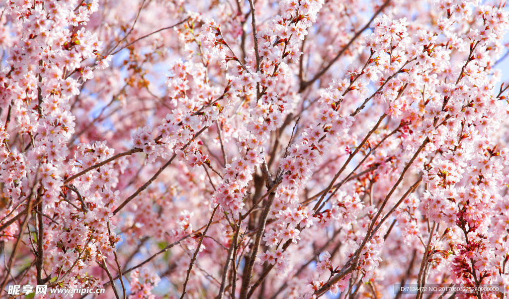 樱花