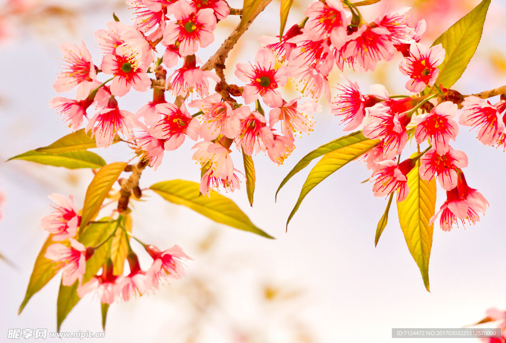 樱花