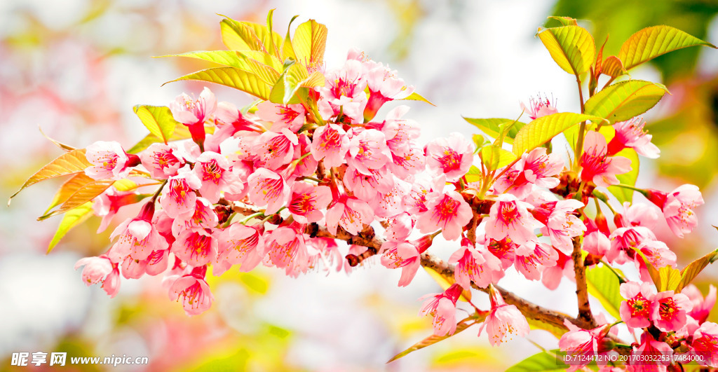 樱花