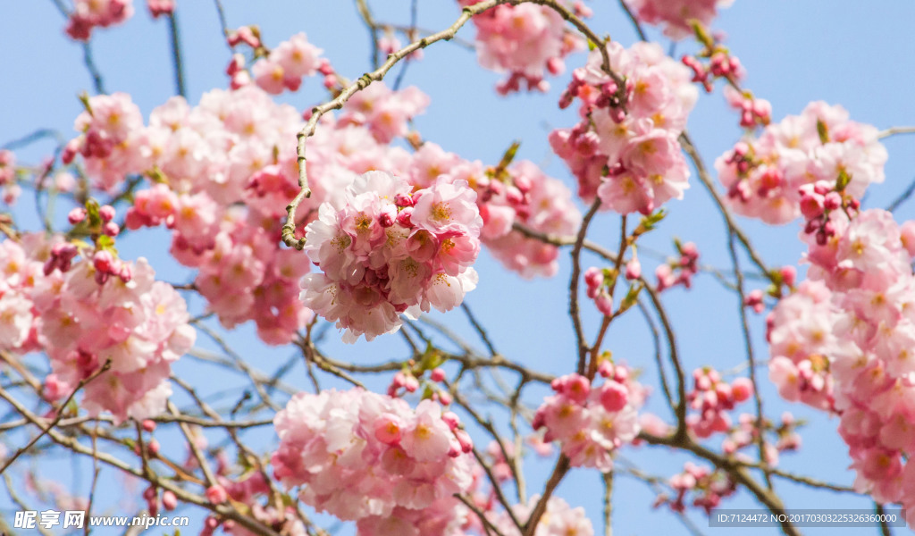 樱花