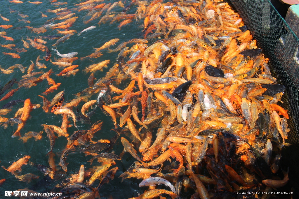 鲤鱼 锦鲤 鱼池 红鲤鱼