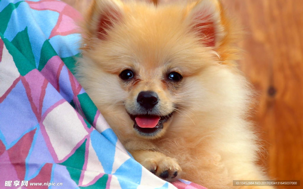 狐狸犬