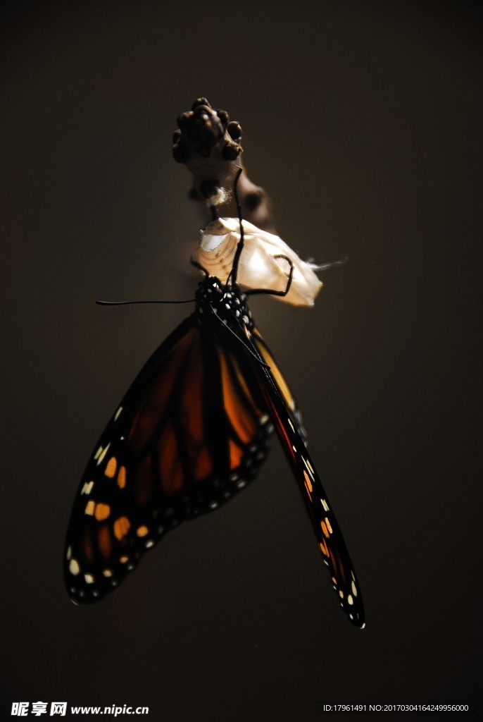 金斑蝶