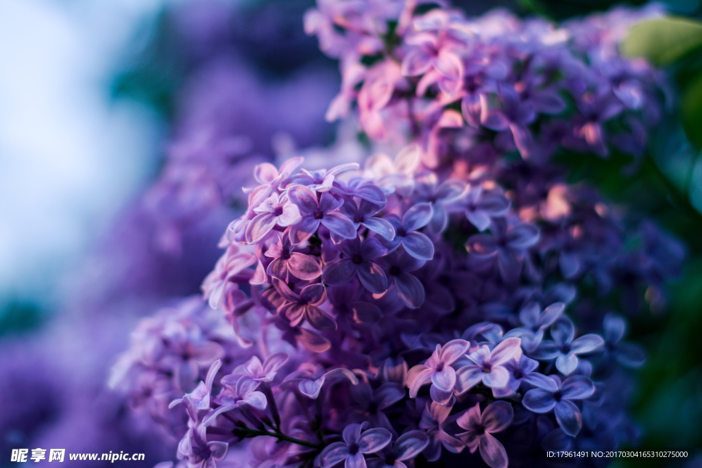 丁香花