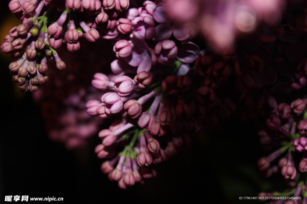 丁香花
