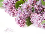 丁香花