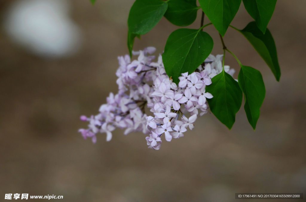 丁香花