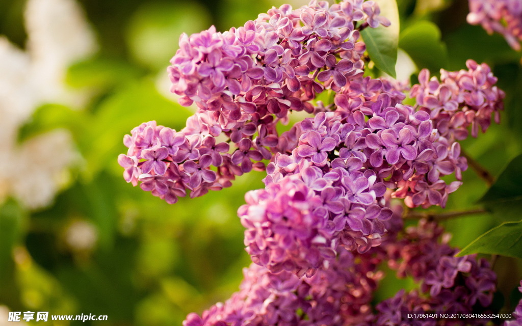 丁香花