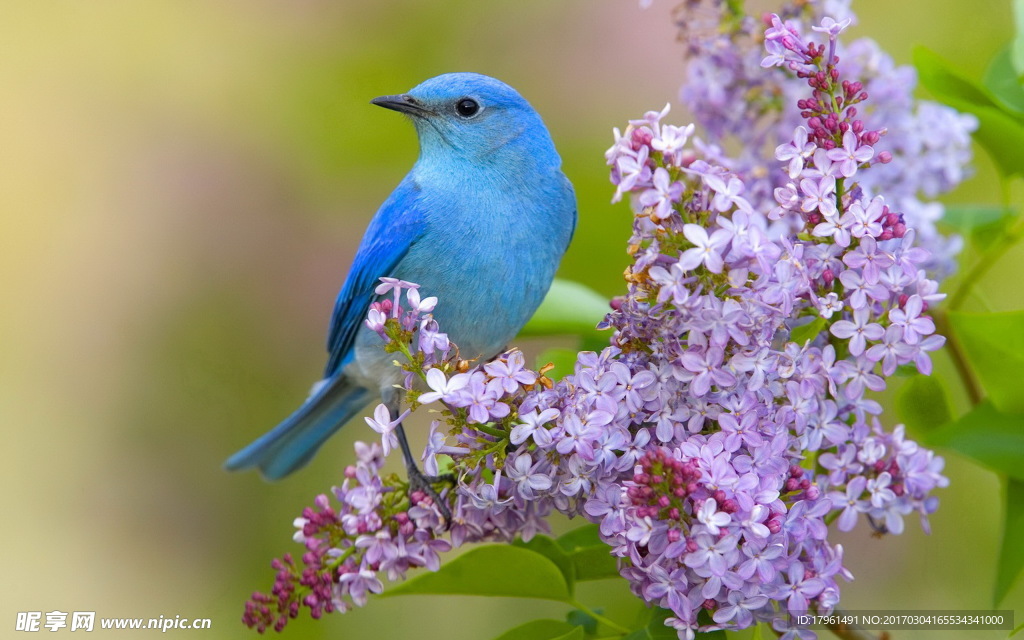 丁香花