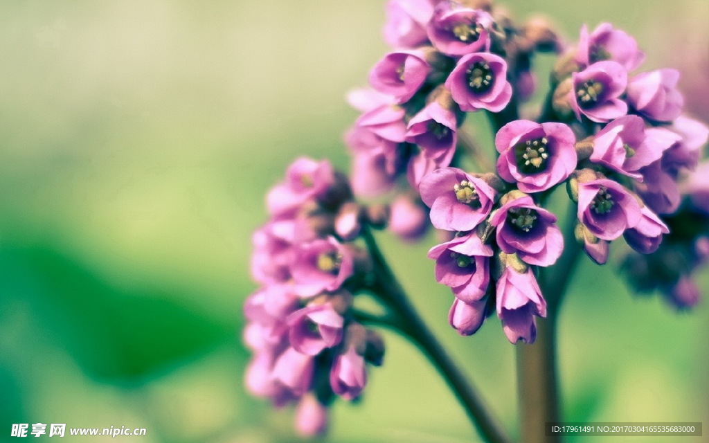 丁香花