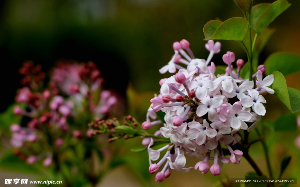 丁香花