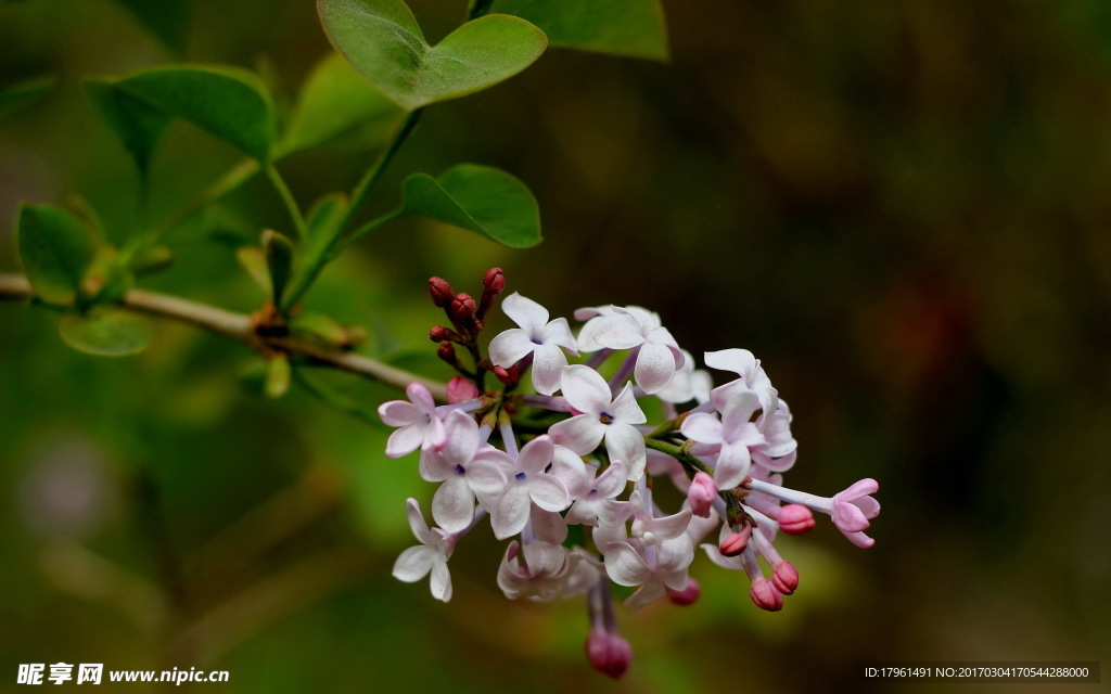 丁香花