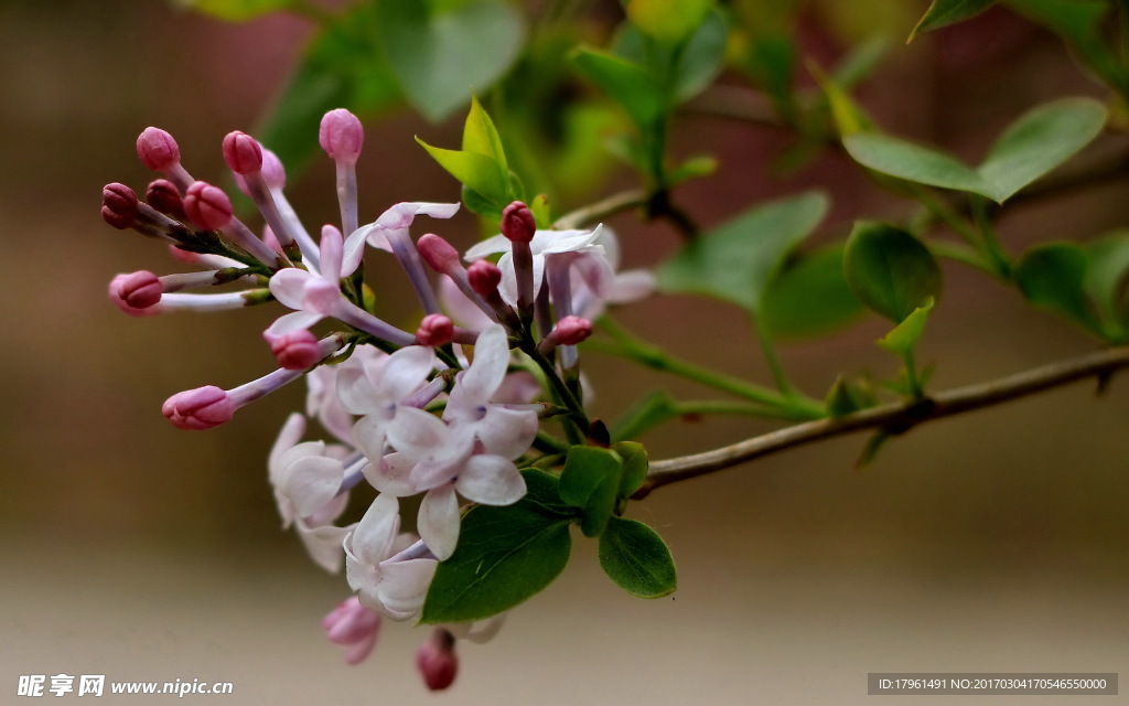 丁香花