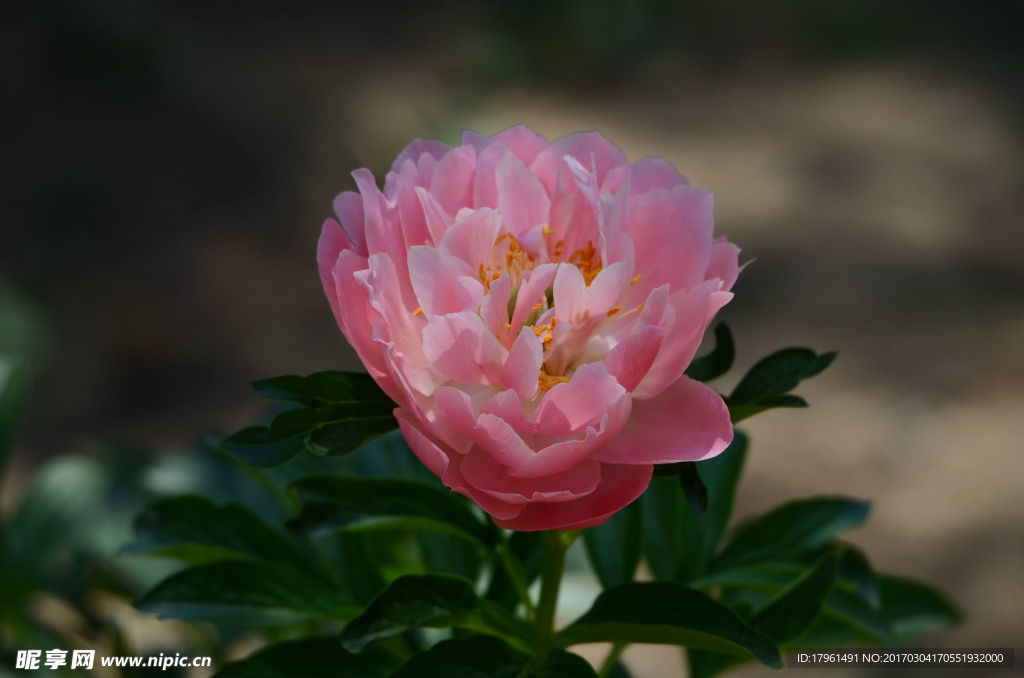 芍药