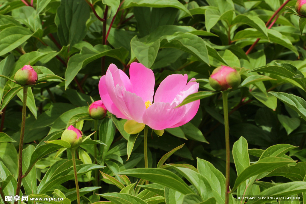 芍药