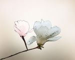 玉兰花