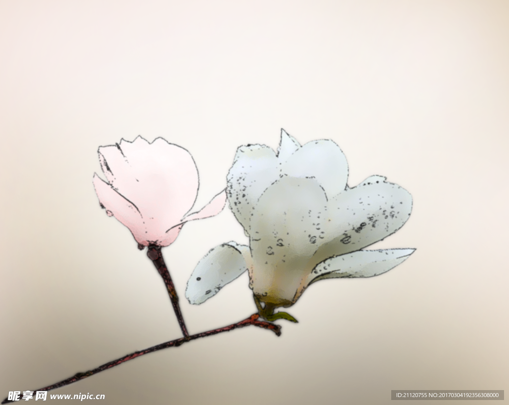 玉兰花
