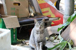 花猫