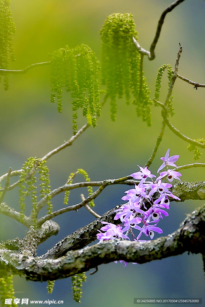 吊兰花