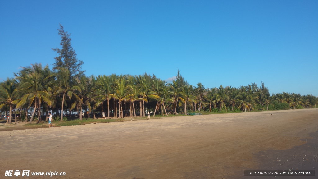 海边的椰树林