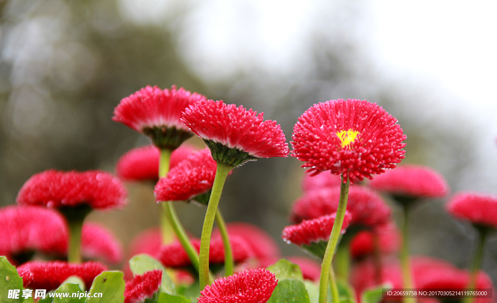 雏菊 高清图片