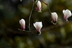 玉兰花
