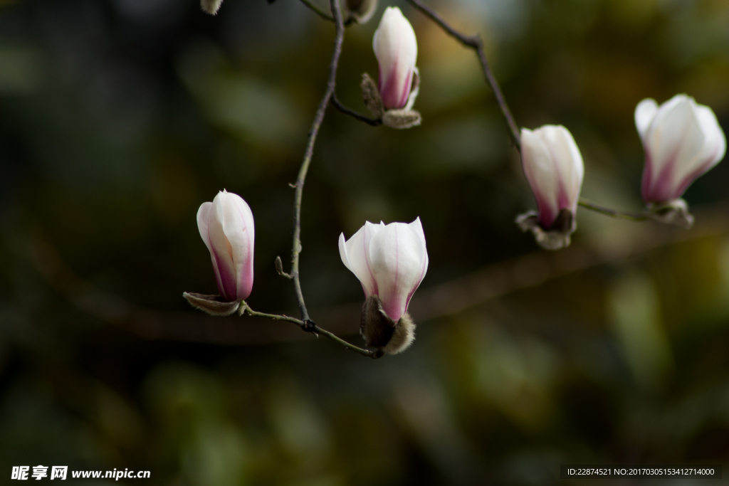 玉兰花