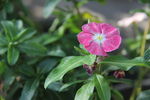 小花