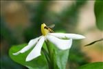 栀子花 蜜蜂