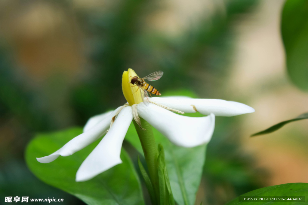 栀子花 蜜蜂